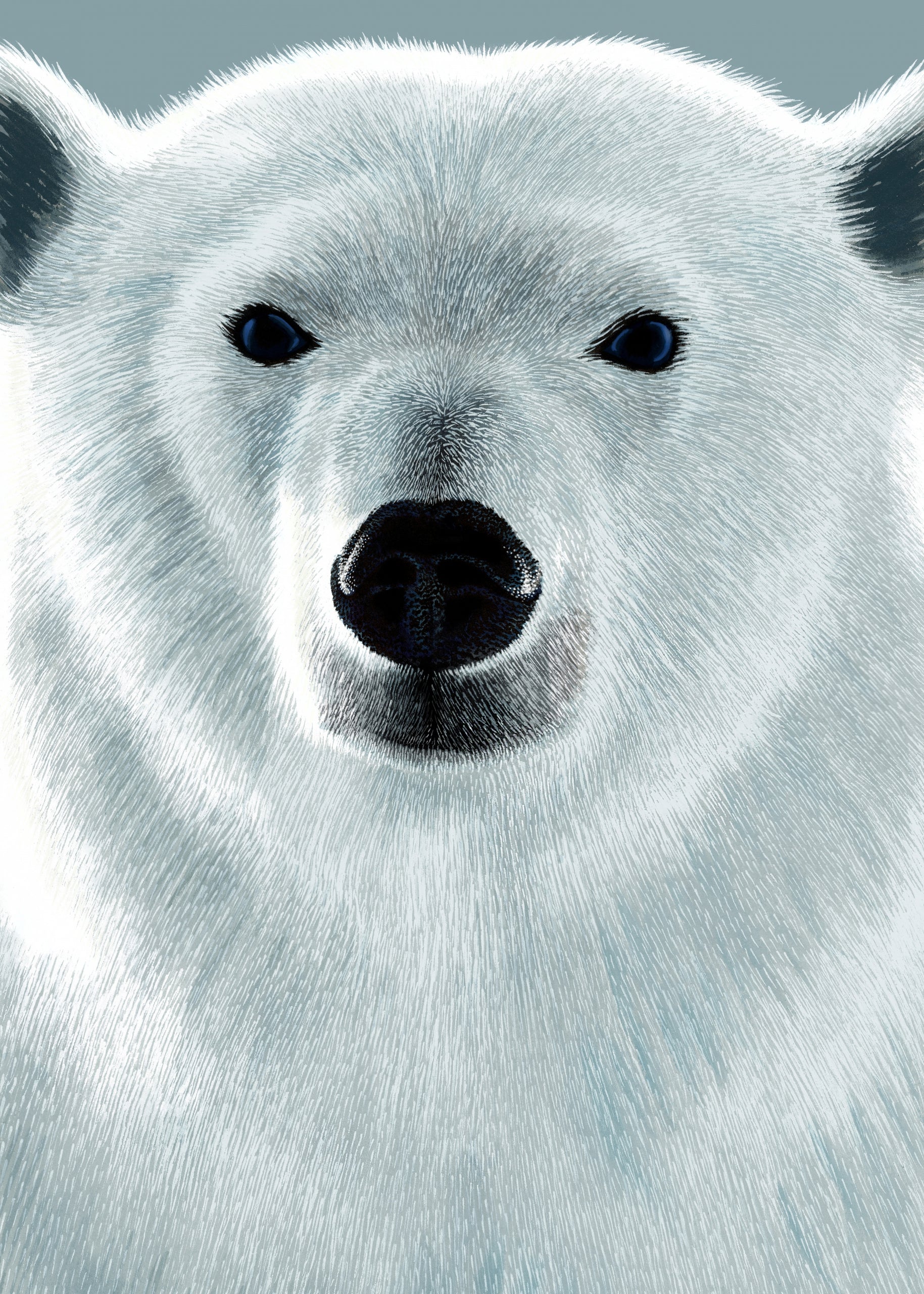 Polar bear